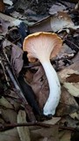 Cantharellus phasmatis image