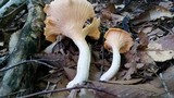 Cantharellus phasmatis image