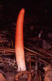 Mutinus elegans image