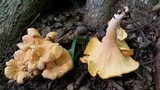Cantharellus flavolateritius image