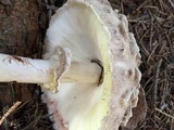 Chlorophyllum rachodes image