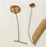 Marasmius brunneoaurantiacus image
