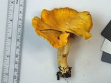 Cantharellus phasmatis image