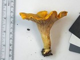 Cantharellus phasmatis image