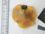 Cantharellus phasmatis image