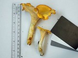 Cantharellus phasmatis image