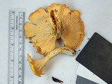 Cantharellus phasmatis image