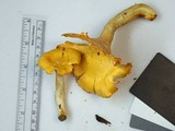 Cantharellus phasmatis image