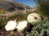 Calbovista subsculpta image