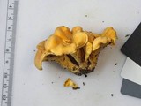 Cantharellus flavolateritius image