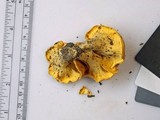 Cantharellus flavolateritius image