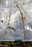 Marasmius crinis-equi image