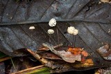 Marasmius somalomoensis image