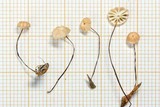Marasmius somalomoensis image