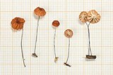 Marasmius rubrobrunneus image