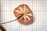 Marasmius rubrobrunneus image