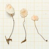Marasmius haematocephalus image