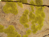 Pleopsidium chlorophanum image