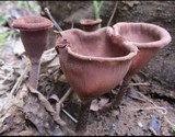 Lentinus velutinus image