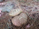 Boletus chrysenteron image