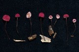 Marasmius haematocephalus image