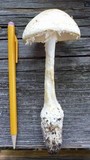 Amanita rhopalopus image