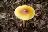 Amanita banningiana image