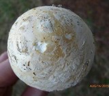 Amanita rhopalopus image