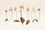 Marasmius apatelius image