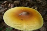 Amanita banningiana image