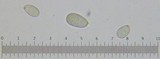 Amanita rhopalopus image