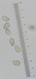 Amanita rhopalopus image