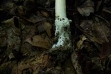 Amanita banningiana image