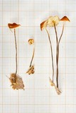Marasmius ferruginoides image
