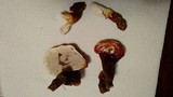Ganoderma curtisii image