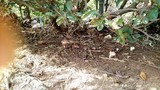 Ganoderma curtisii image