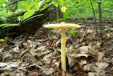 Amanita banningiana image