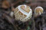 Agrocybe dura image