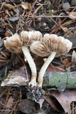 Agrocybe dura image