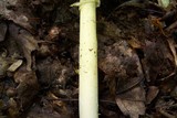 Amanita banningiana image