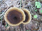 Coltricia cinnamomea image