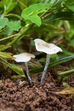 Tetrapyrgos atrocyanea image