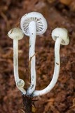 Tetrapyrgos atrocyanea image