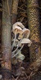 Tetrapyrgos atrocyanea image