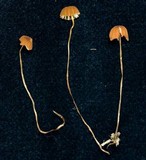 Marasmius hinnuleus image