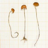 Marasmius hinnuleus image