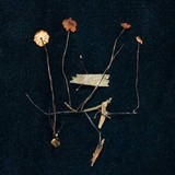 Marasmius brunneoaurantiacus image