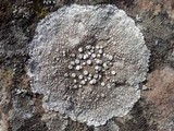 Ochrolechia parella image