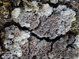 Degelia plumbea image