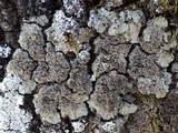 Degelia plumbea image